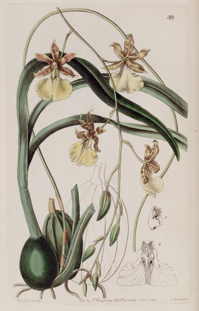 Oncidium graminifolium da Miss Drake